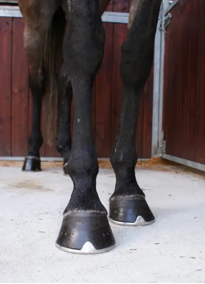 Aplomb antérieur du cheval vu de face