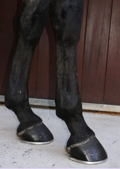 Aplomb antérieur du cheval vu de profil