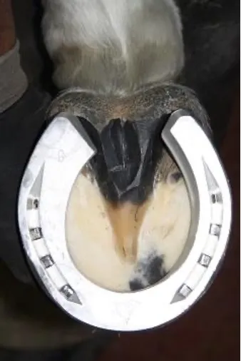 Fer asymétrique postérieur