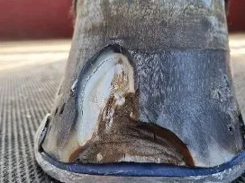 Fourmilière de la ligne blanche en pince