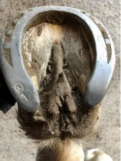 Pourriture de la fourchette