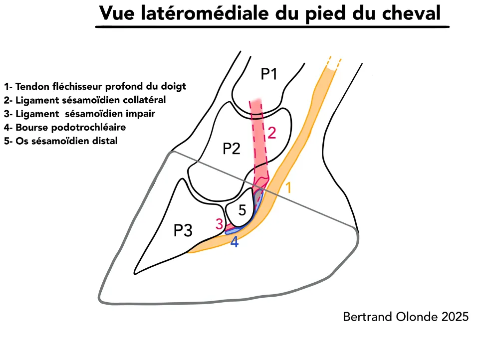 Vue latéro-médiale de l'appareil podotrochléaire
