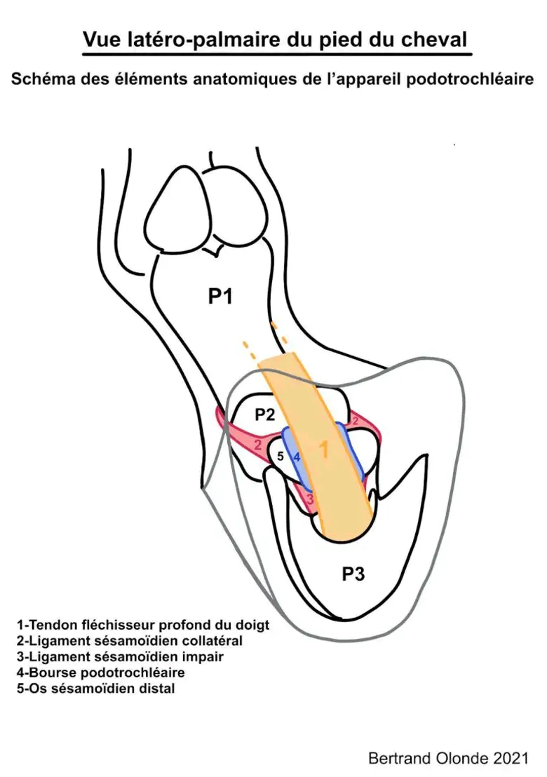 Vue latéro-palmaire de l'appareil podotrochléaire