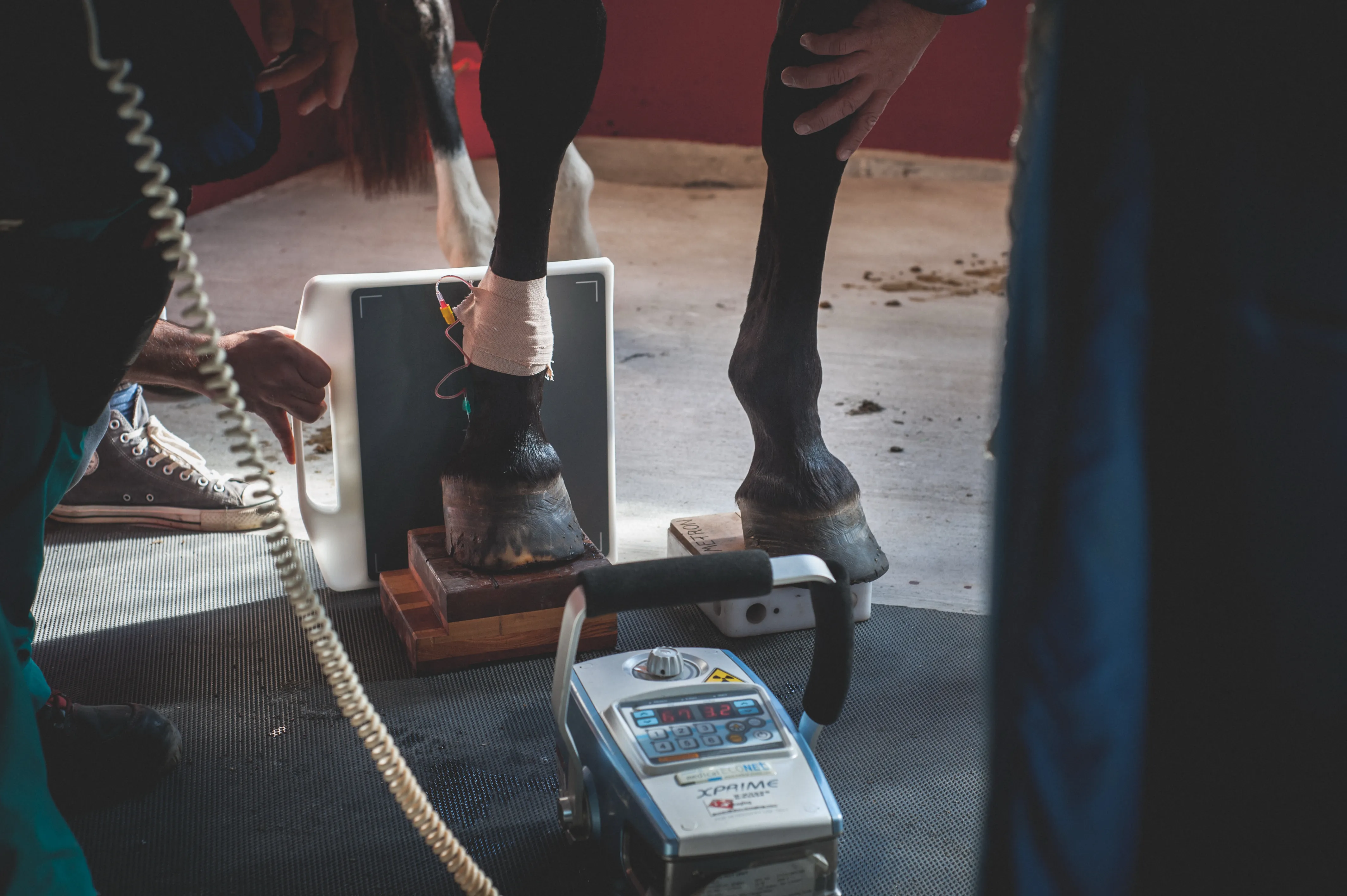 Vétérinaire équin en examen orthopédique