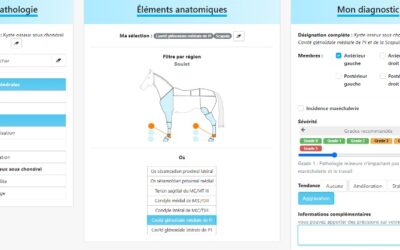 Défauts d’Aplomb et Problèmes de Sabots : Guide Complet pour Prévenir et Corriger